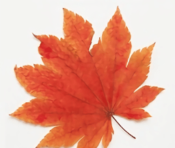 Maple Leaf Movie logo image