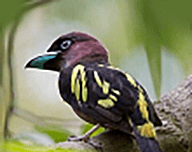 Bird TV logo image