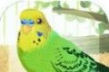 Cured Parrot Breeding   