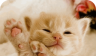 Cute cat   