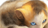 Meow Meow Meow Meow Meow Meow  