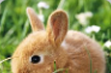 Cute animal   