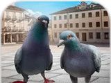 City Pigeon Simulation 3D   