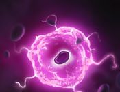 Oncologist   