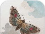 Soul Butterfly   