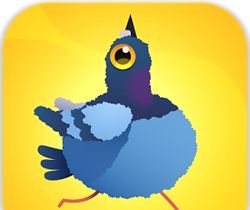 Crazy Pigeon   