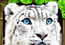 Snow Leopard Simulation   