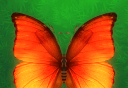Eliminate Butterflies   