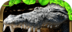 Crocodile Simulated Survival   
