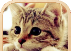 3D Cat Nurture   3DM Han  Hua  Ban 