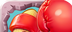 Food vs. Mouse Competitive Edition   