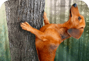Savage Dachshund   