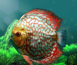 Tropical Fish Aquarium   