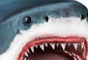 Shark Simulator   