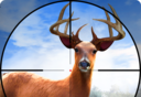 Wild Hunt: The Last Hunter   