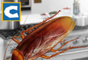 Cockroach Simulator   