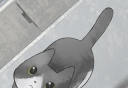Lost cat   