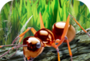 Ant Survival Simulator   