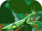 Mantis Hunter   