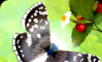 Butterfly Starnight 2   