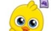My pet little yellow chicken   