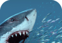 Hunger Variants Shark   