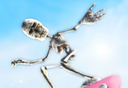 Skull Skateboarding   