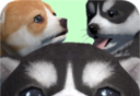 Pocket Dogs   