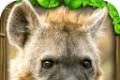 Hyena Simulator logo image